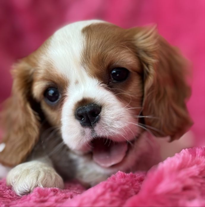 Sunia - Cavalier  King Charles Spaniel
