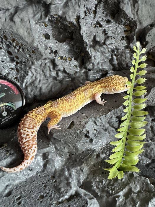 Gekon lamparci!! Banded RAPTOR ( snake eyes )!! młoda samiczka!!