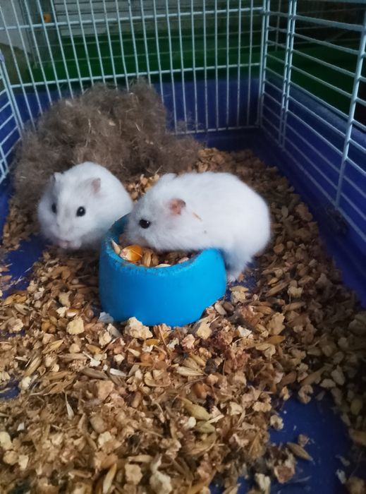 Хомячки Кременчуг