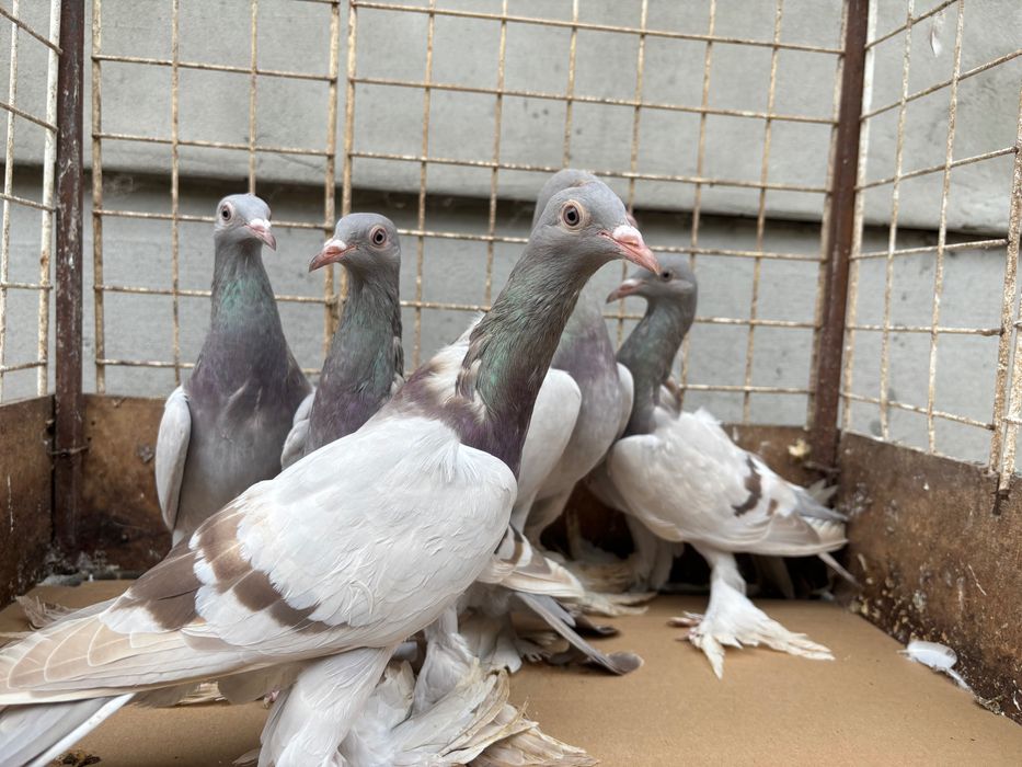 Gołębie Bociany masłowe