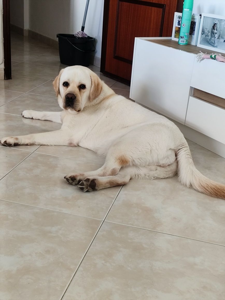 Para Adoção Responsável: Cadela Labrador + Gata Meiga (Juntas)