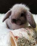 Mini lop baranek królik miniaturka