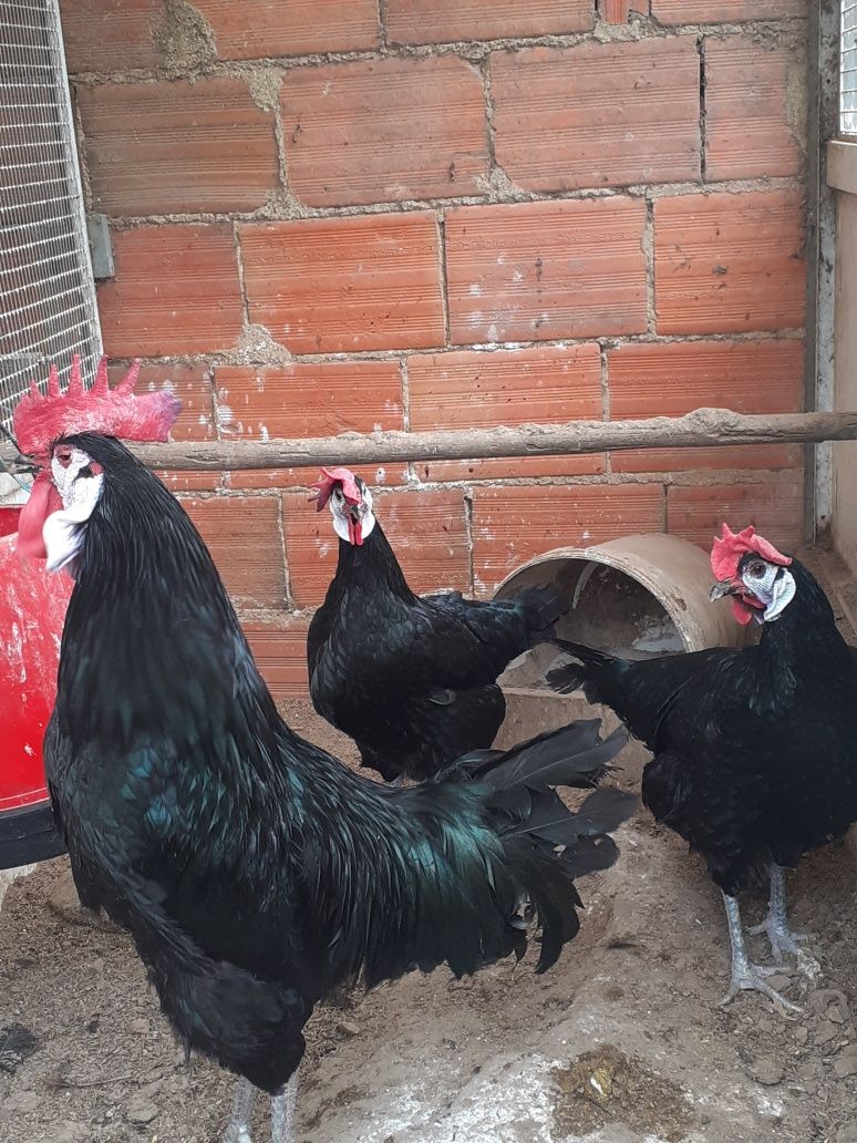 Trio de galinhas caras de palhaço/branca