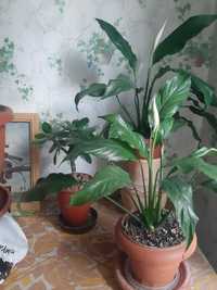 Комнатные растения.пальма,спатифиллум,денежное дерево
