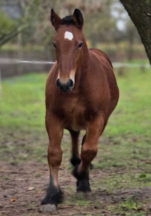 Przyszłościowy ogierek zimnokrwisty