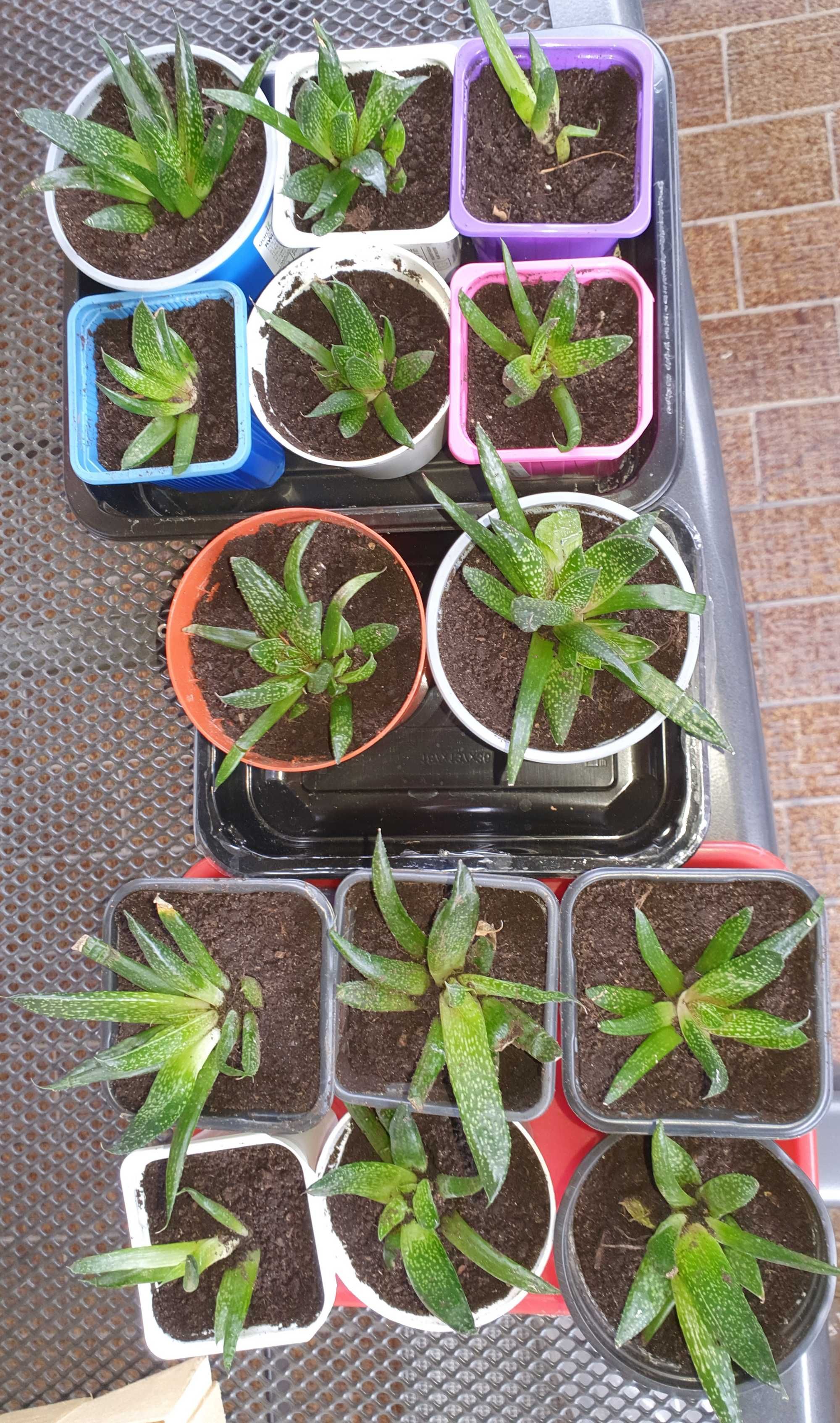 Sadzonka aloes, 1 sztuk 4 zł