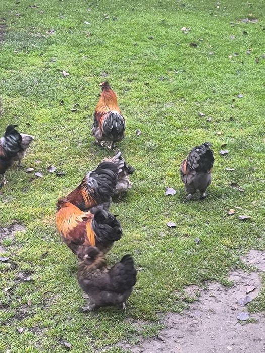 Sprzedam koguty po kurze rasy silka