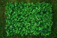 Фітомодулі. Декоративне зелене покриття. Озеленення інтер'єру