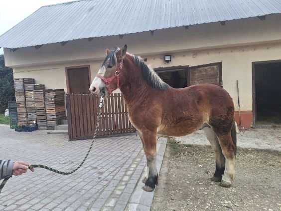 Sprzedam ogierka zimnokrwistego