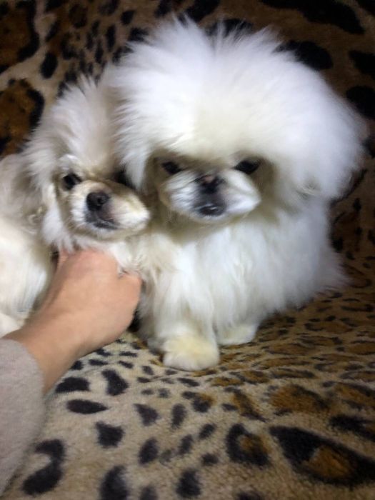 Вязка,чистокровний білий пекінес розвязаний