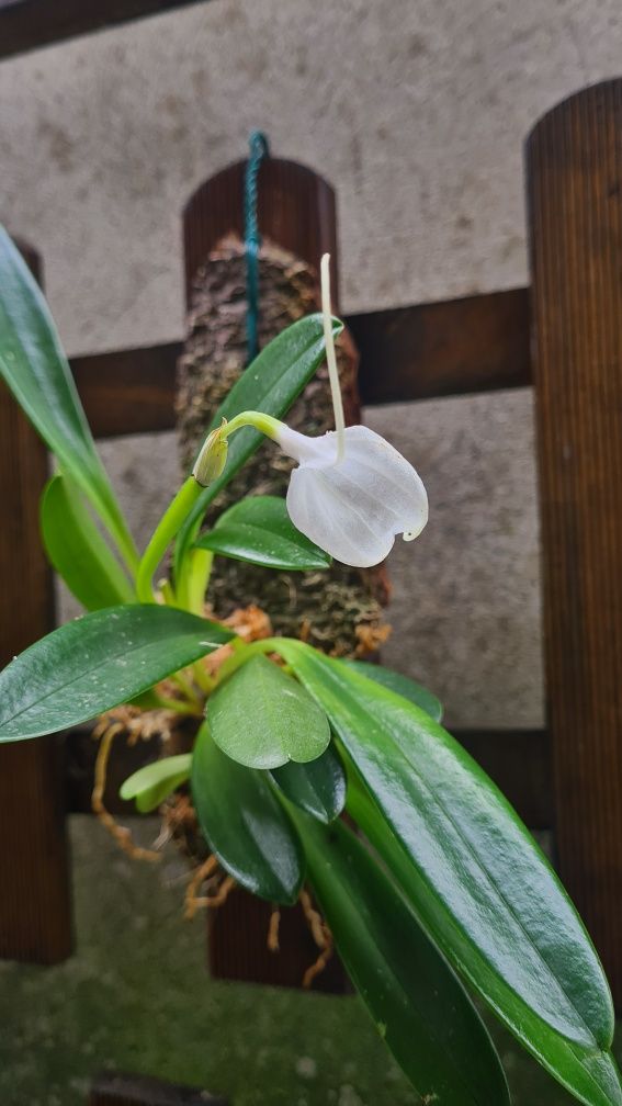 Masdevallia tovarensis - Orquídea Montada