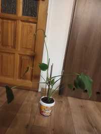 Monstera odnóżka ukorzeniona