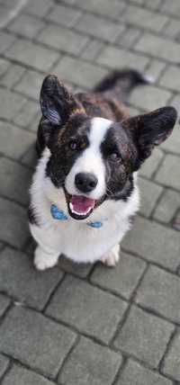 Piesek welsh corgi cardigan