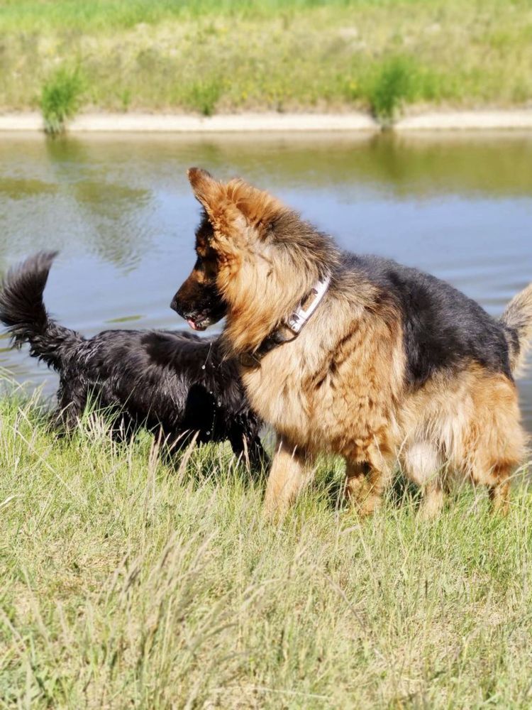 Raptor – pies w typie owczarka niemieckiego ON do adopcji