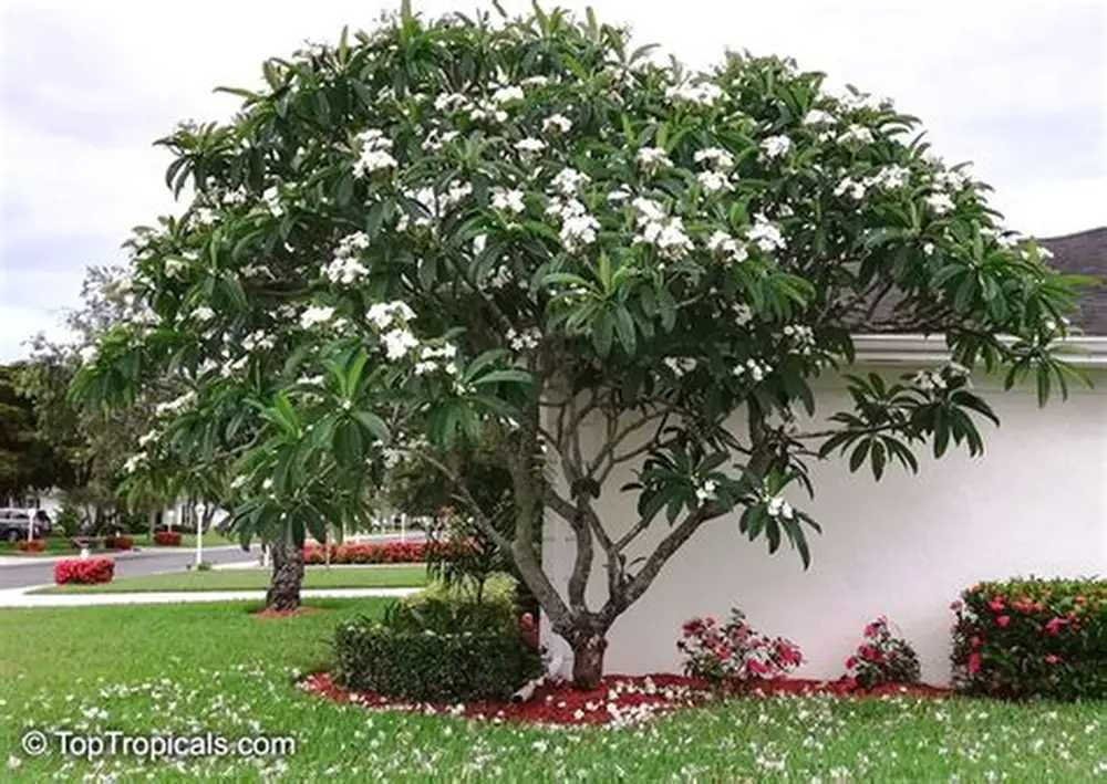 Estacas de plumeria