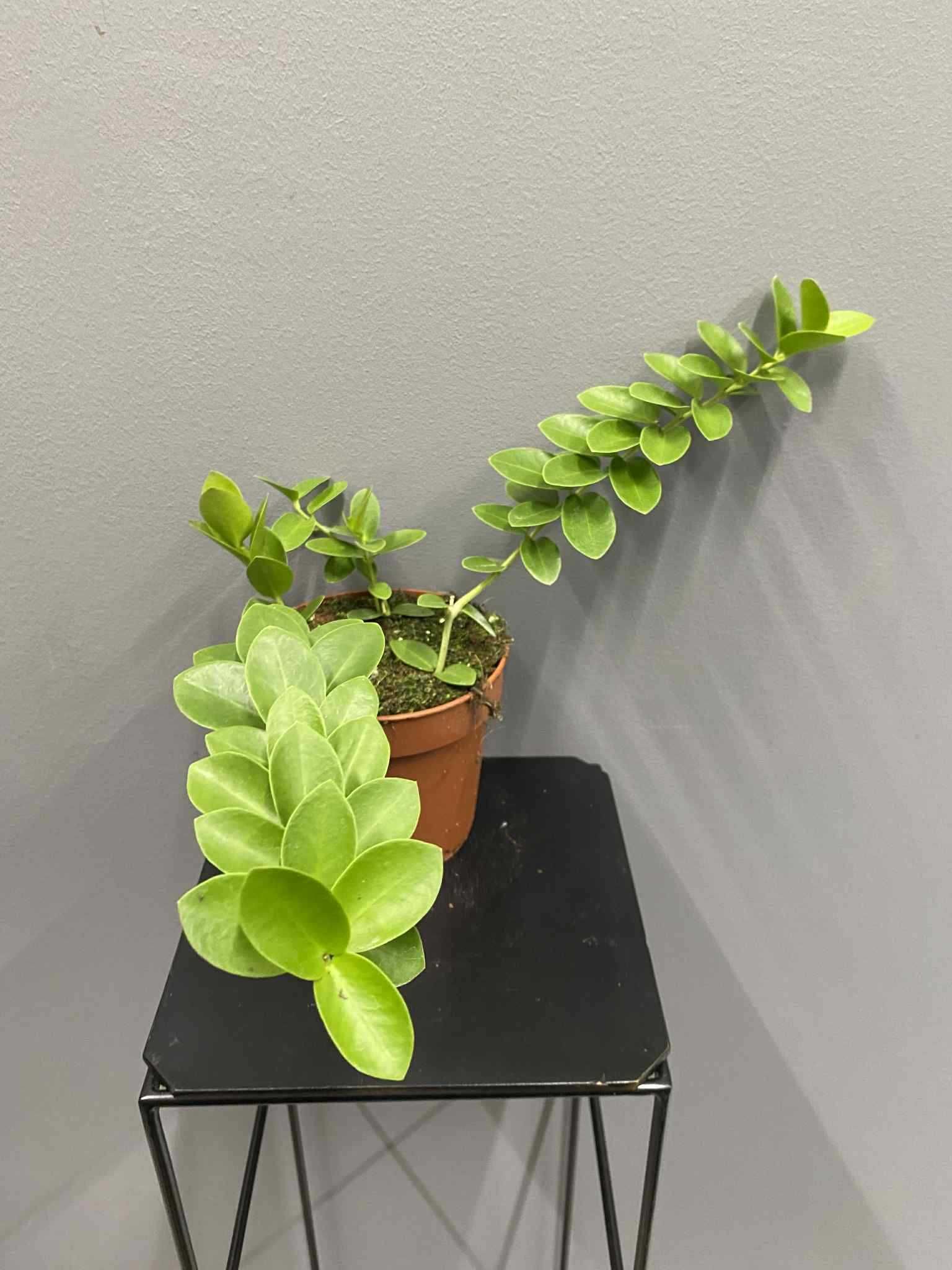 Hoja cumingiana Hoya