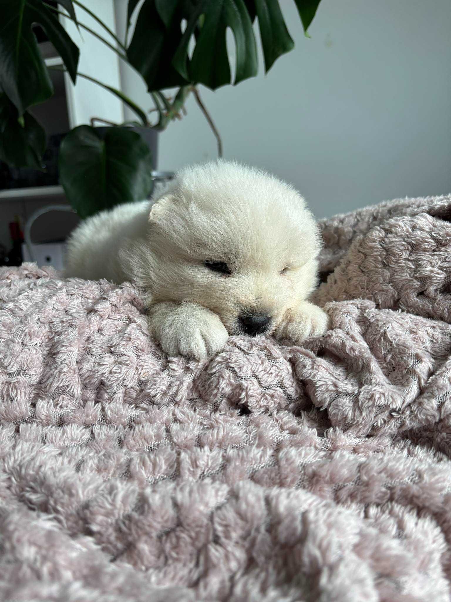 Szczeniak Samoyed ZKwP FCI