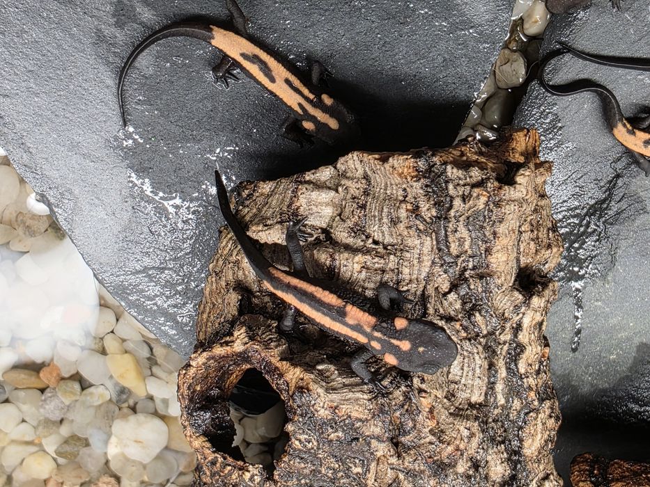 Rarytas Laotriton laoensis CB25 dla koneserów