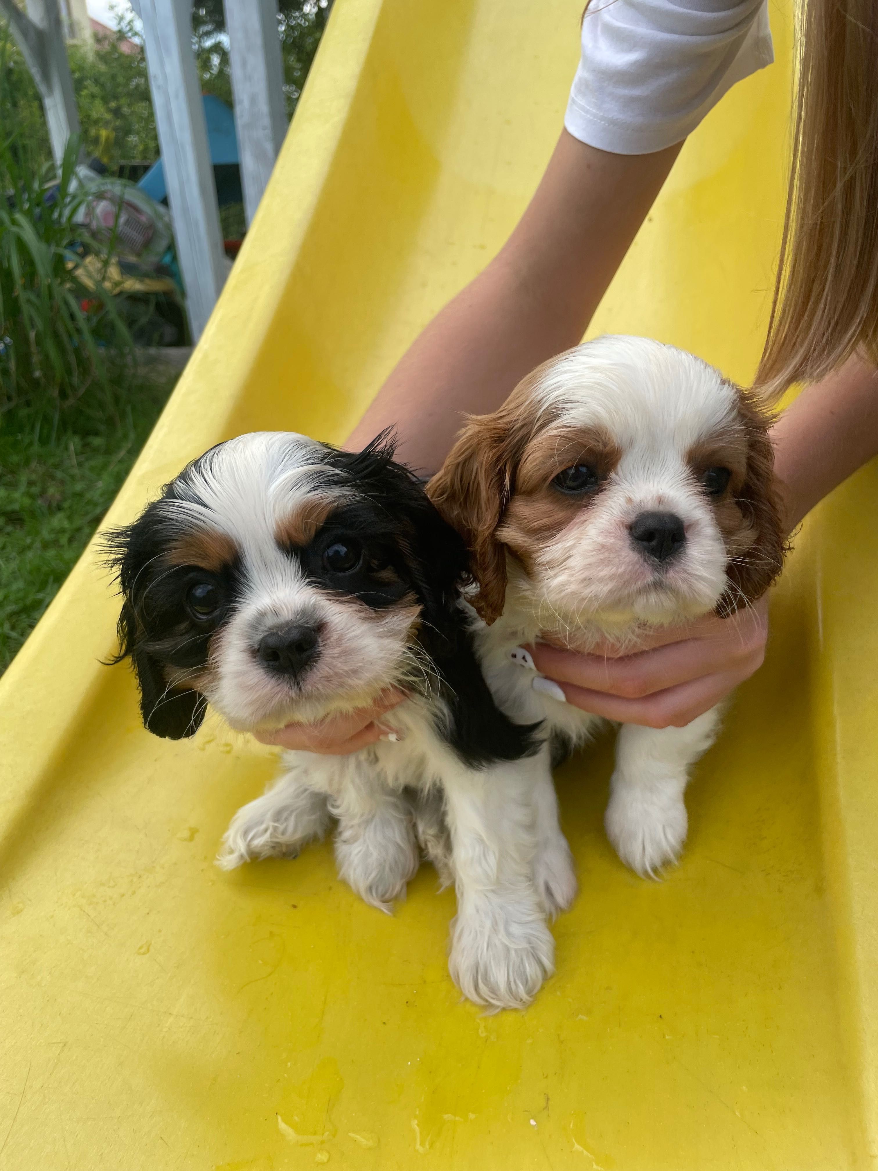 Cavalier king charles spaniel fci tricolor