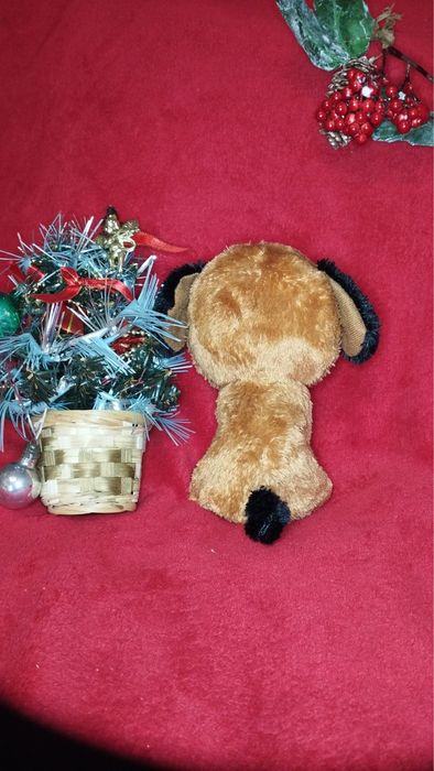 Mis Puppi szuka domu