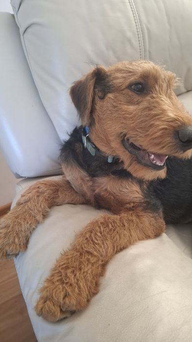 Airedale Terrier ZKwP FCI piesek