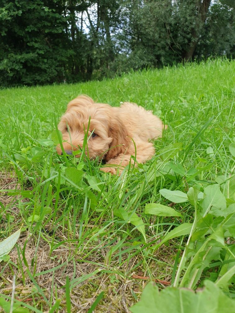 Cockapoo. Hybryda. Chłopczyk Noe.