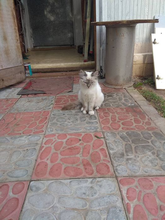 Продажа дачного участка