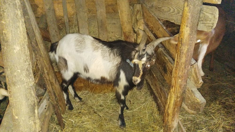 Пропоную злучку з цапом ламанча