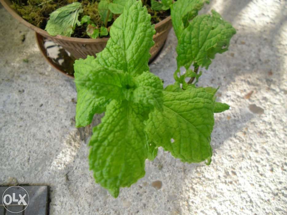Hortelã Natural e Louro