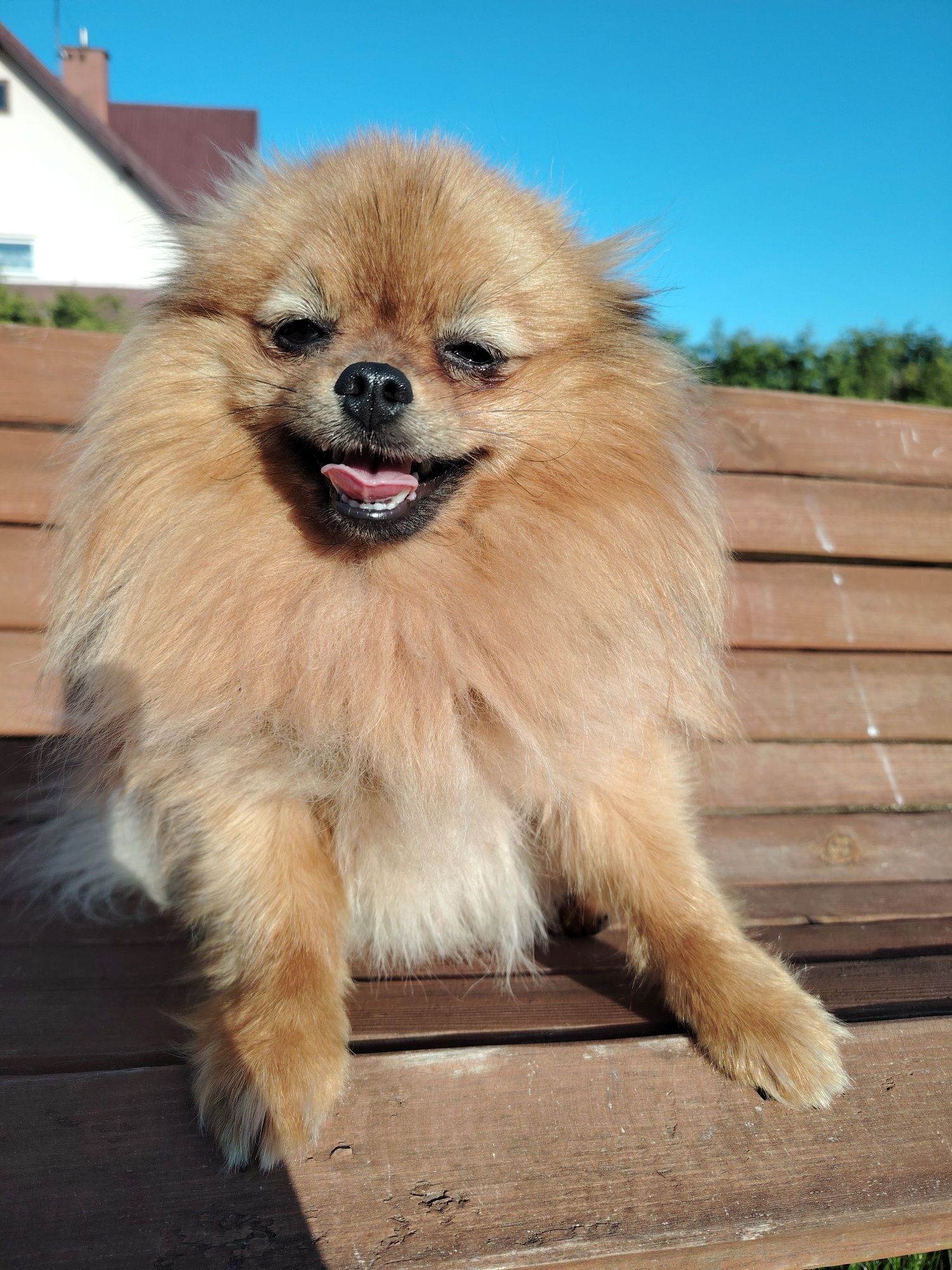 Szpic miniaturowy pomeranian