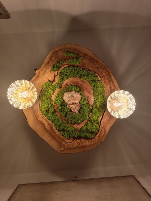 Lampa wisząca z plastra orzecha włoskiego mech chrobotek sznur