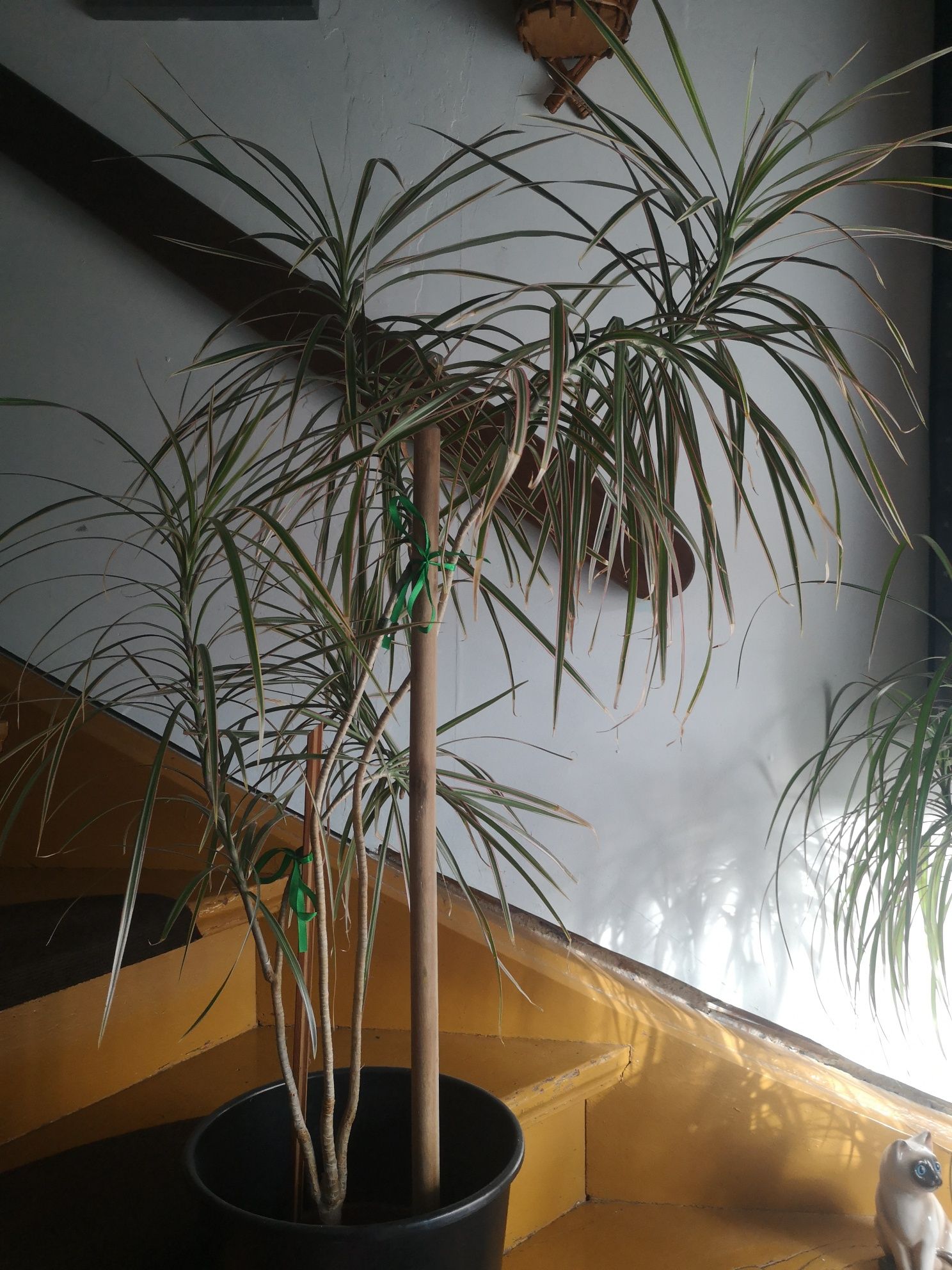 Piękna dracena wys. 125cm