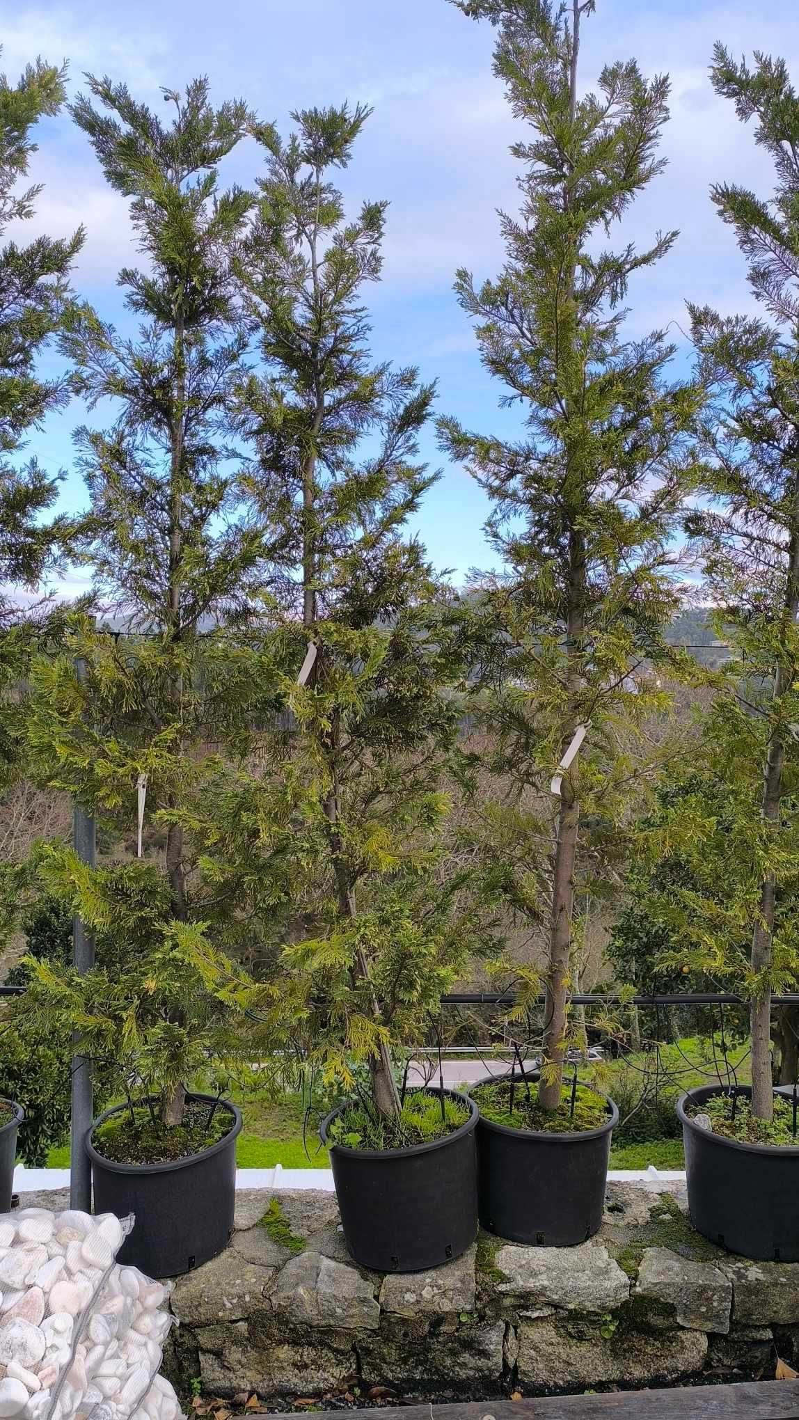 Cupressus Leylandii e Cupressus Leylandii Variegata