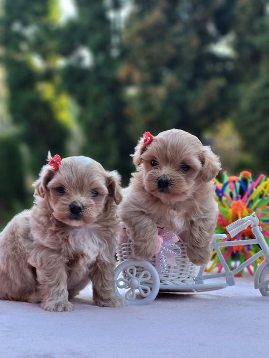 "Любов у форматі міні" — Міні Мальтипу