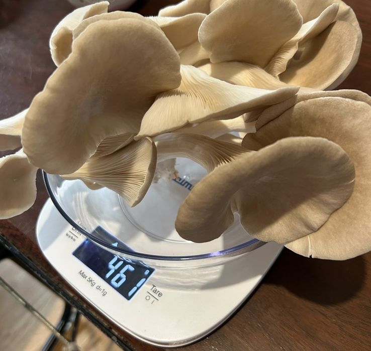 Boczniak ostrygowaty, swieże grzyby