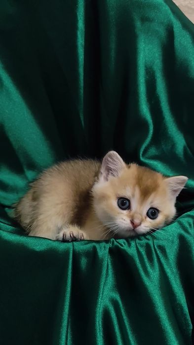 Прямовухі висловухі кошенята золота шиншила хлопчик та дівчинка