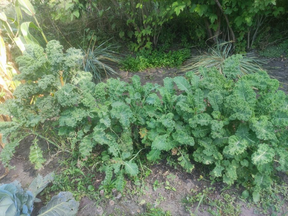 Обмен цветов,хмель