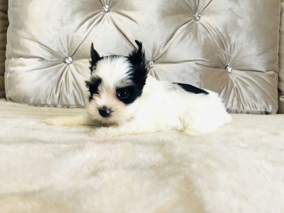 York Biewer - miniaturka przepiękny kieszonkowy. Taki do torebki.