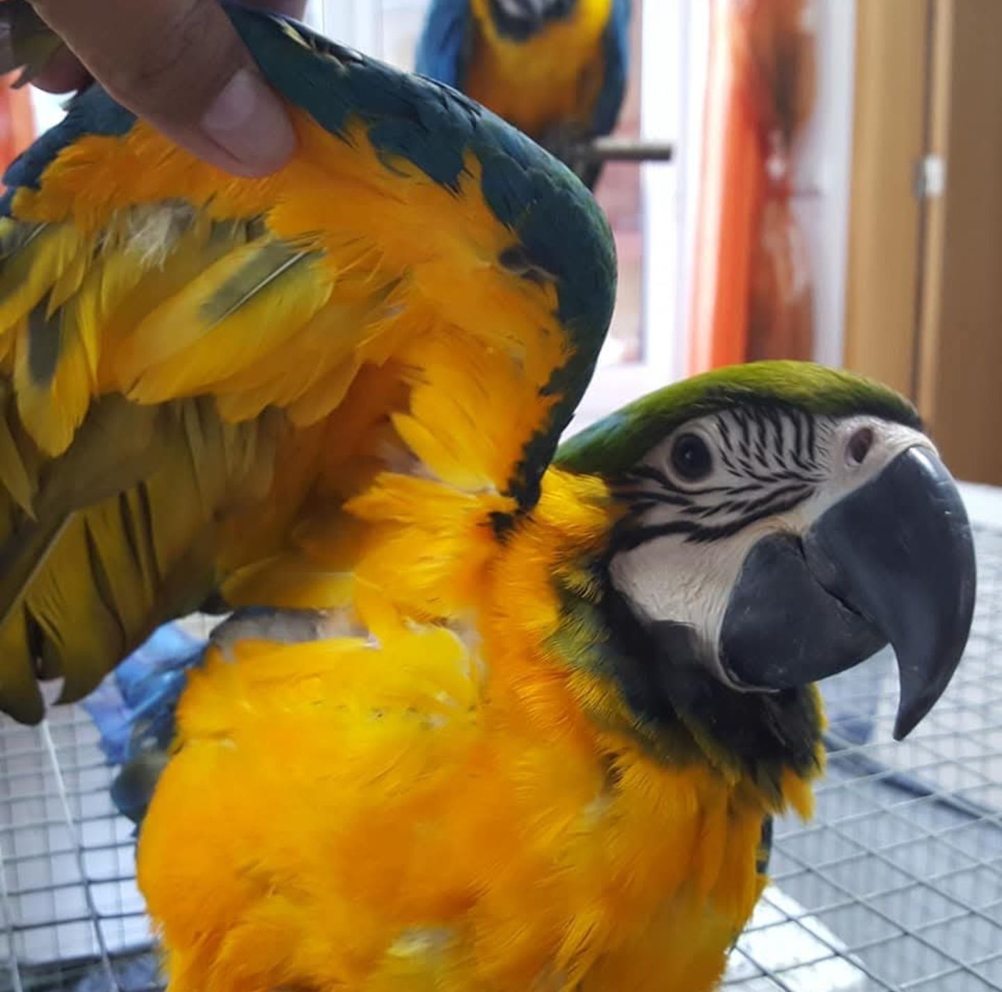 Arara Araunas fêmeas e  e bebés.