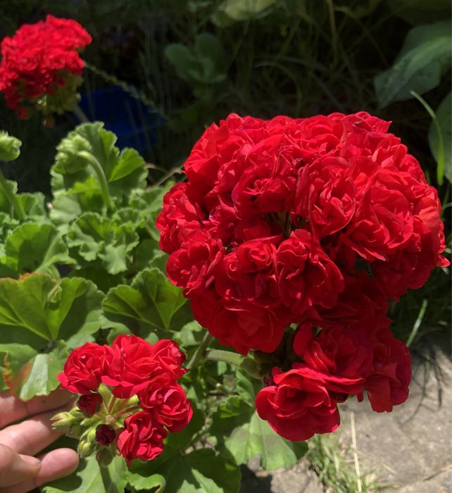 Пеларгония ИВ -Ухарь Купец сортовые