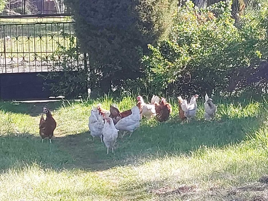 Jajka "wiejskie" kurze,lilipucie,kacze i czasami gęsie.Szczekociny;