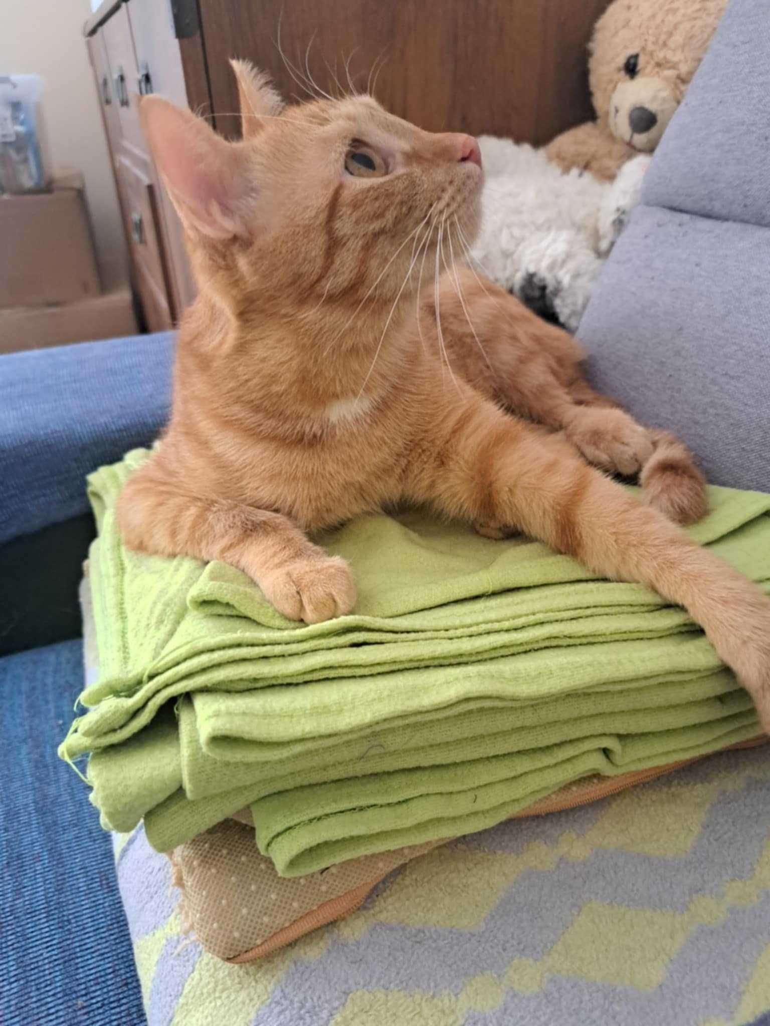Simba - rudy słodziak szuka domu