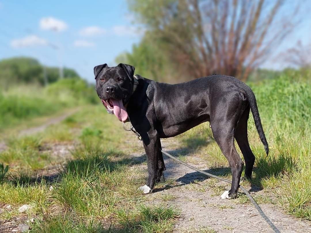 Ramen mix amstaff/pitbull