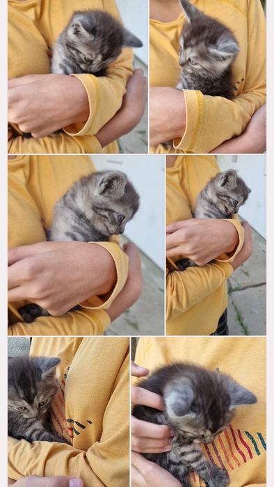 Кошеня британської кішечки, дівчинка.