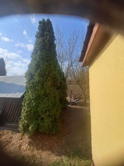 Sprzedam tuje sznaragd 300-600cm koło legionowa