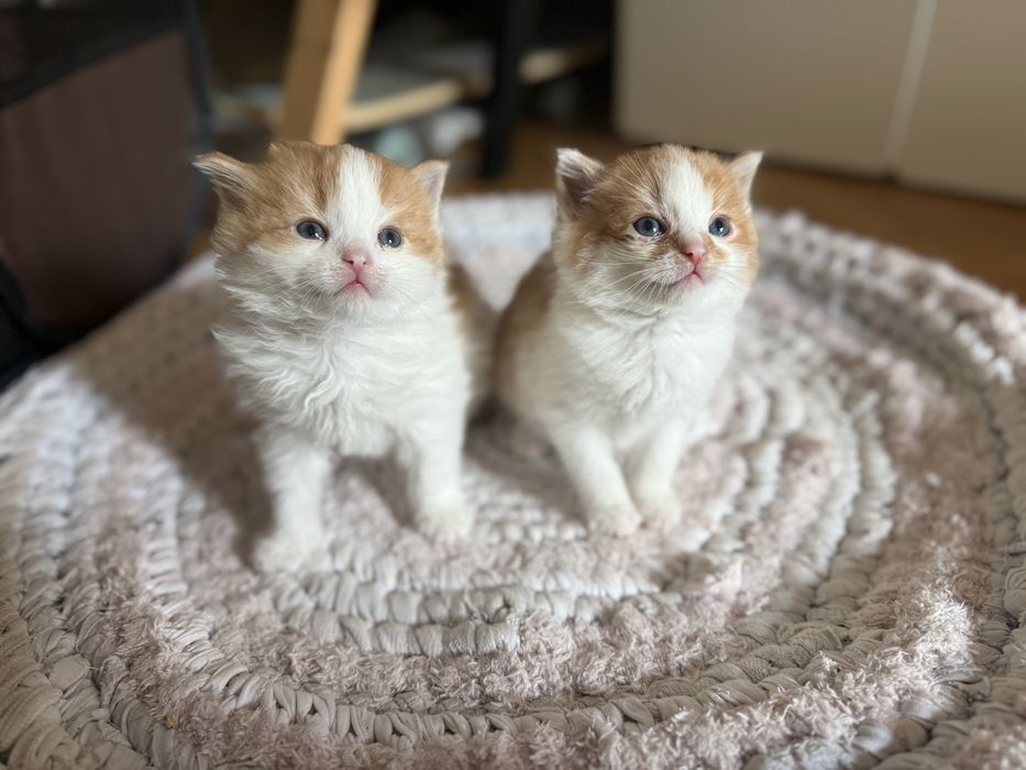 3 rozkoszne kocięta szukaja domow