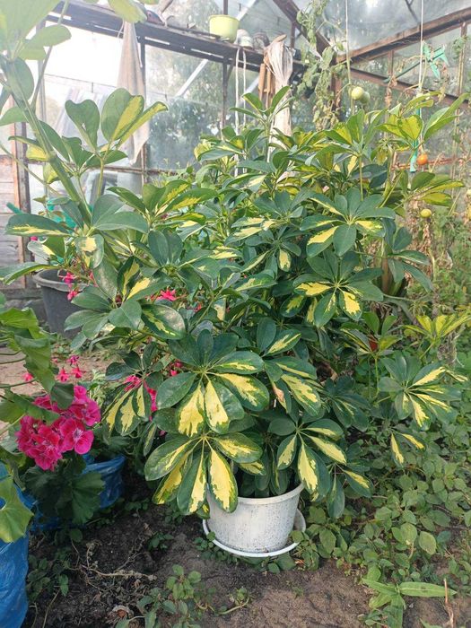 Sprzedam kwiat szeflera