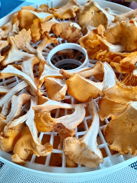 Лисички сушені...