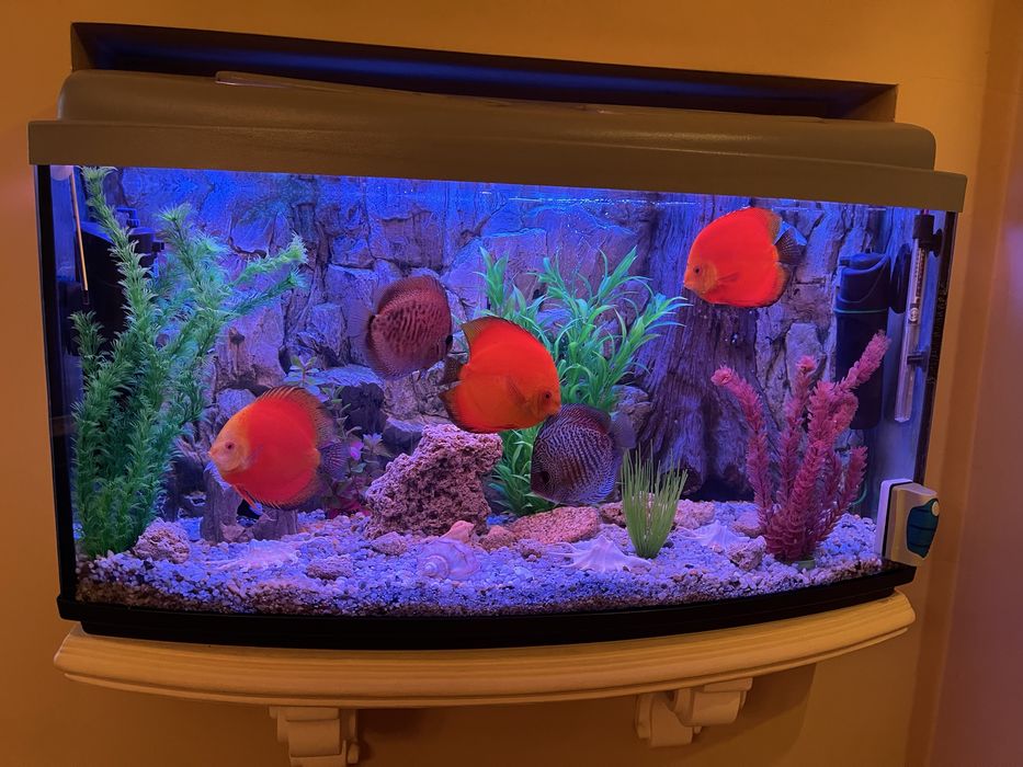 Продам акваріум повністю укомплектований разом з рибами