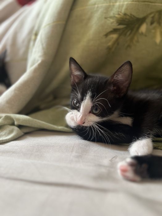 Котик, кошеня, киця, кітик, кицюня